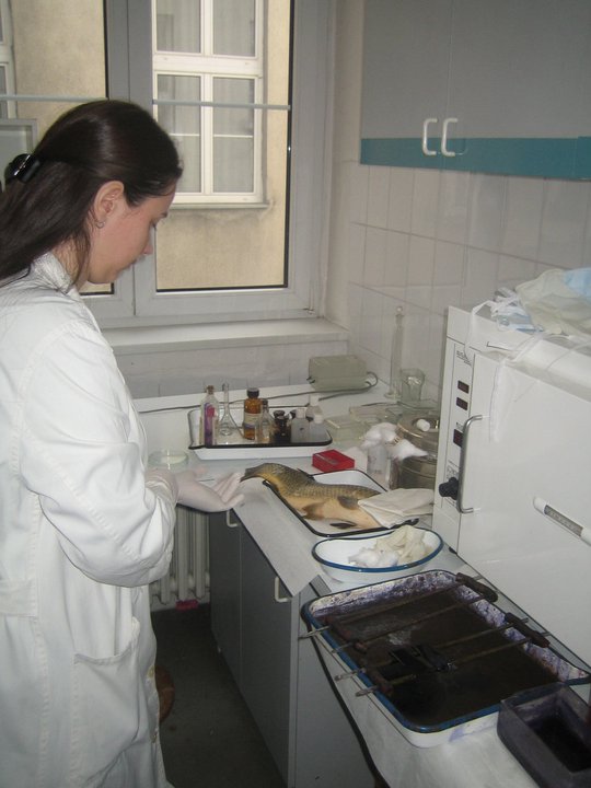 (2011.) Катедра за болести риба